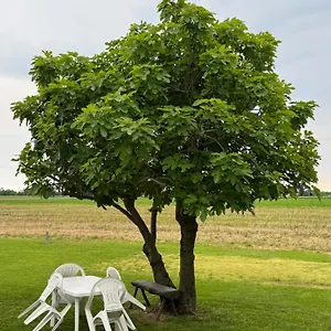 Affittacamere Ca' Rosin - Tra Relax E Privacy, Meolo